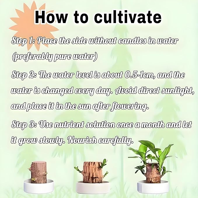 Brazilian Wood Plant, Brazil Lucky Wood Potted Plant with Decorative Tray and Doll, Easy to Care, Decor for Home and Office – Gift for Housewarming, Good Luck, and Prosperity(2pcs)