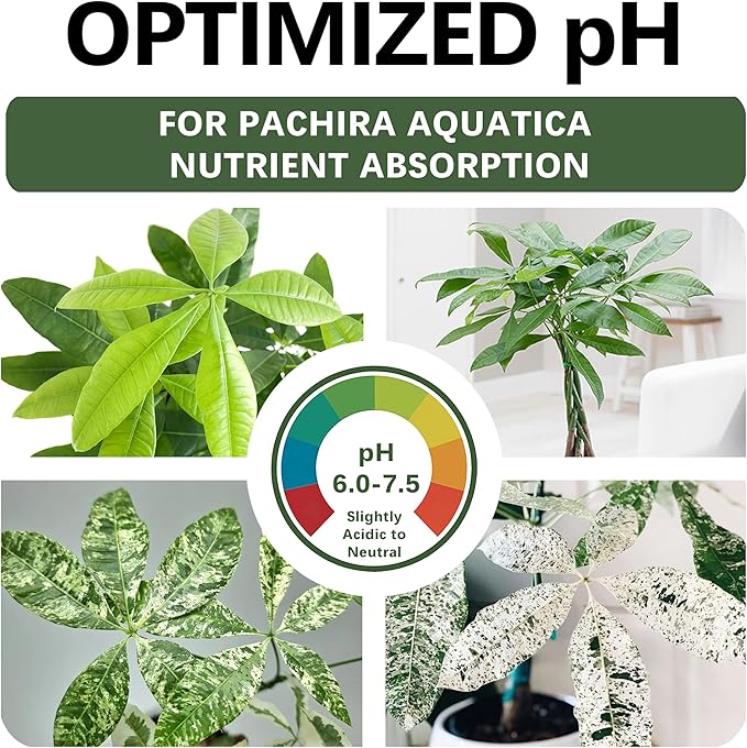 Premium Money Tree Soil – Organic, Nutrient-Rich, Optimal-Draining Potting Mix for Pachira Aquatica – Supports Strong Roots, Balanced Moisture & Lush Foliage – Ready to Use (8 QTS)