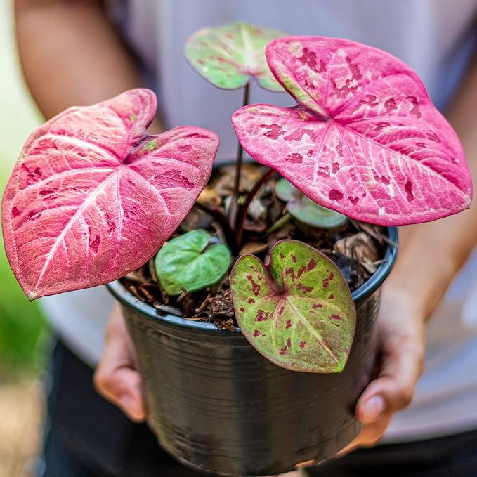 Gardenera Caladium Potting Mix - Promote Strong Roots and Captivating Patterns with Our Premium Blend - 4 Quart