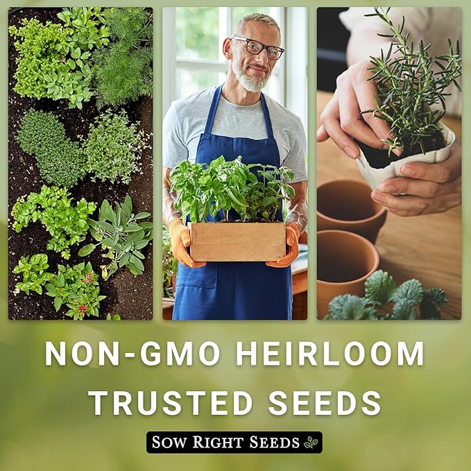 Sow Right Seeds - Large Herbal Tea Garden Seed Collection for Planting - Lemon Balm, Mint, Chamomile, Lavender, Echinacea, Borage, Hyssop, Calendula, and Holy Basil Tulsi - Non-GMO Heirloom to Grow