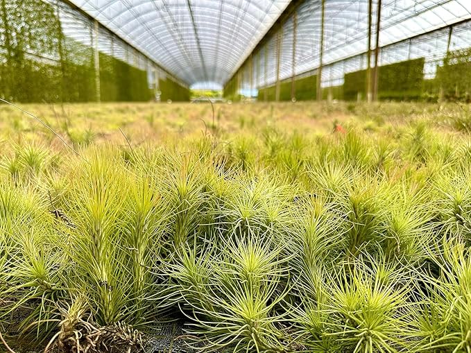 ragnaroc Air Plants - Tillandsia Funckiana, Large 5" - 1ct - Live Arrival Guaranteed - House Plants for Home Decor & Gift
