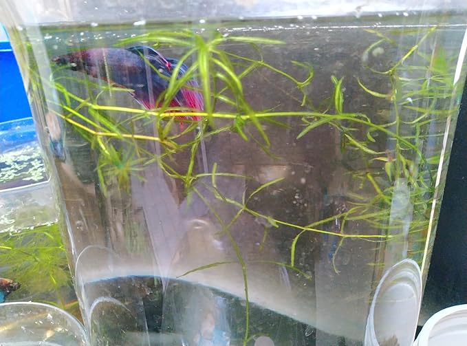 1 Cup of Live Guppy Grass Plus 1 Bunch of Hornwort Aquarium Plants, Freshwater Submerged Plants for Fish Tank