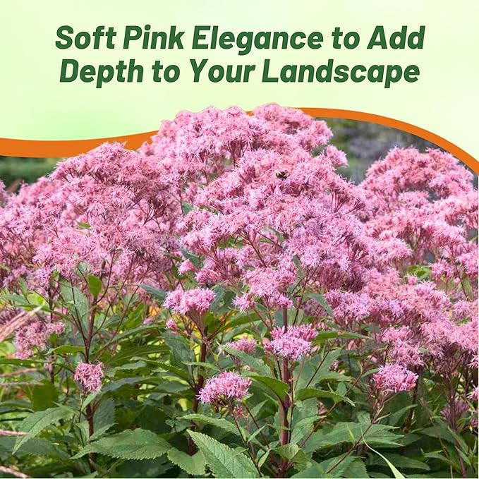 Outsidepride Joe Pyeweed Eupatorium Seeds - 10000 Pcs Easy to Grow, Non-Invasive Perennial Flower Seeds for Planting for Pollinator Gardens, Flood Plains, Swamps, Bogs, or Stream Banks