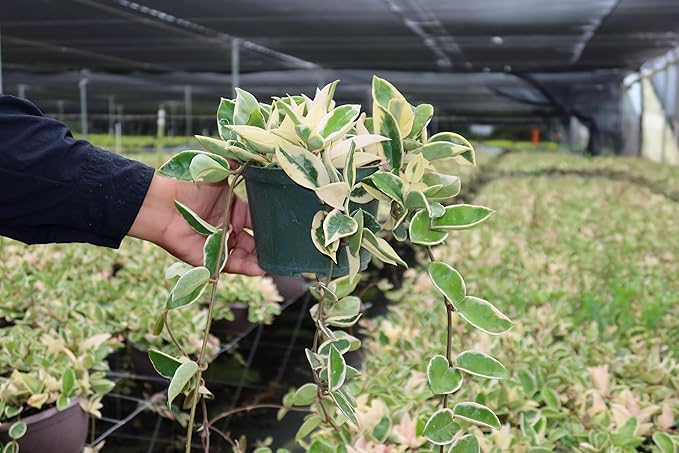 Nature’s Way Farms Hoya Carnosa Variegated Live Plant (7-11In. Tall) in Grower Pot