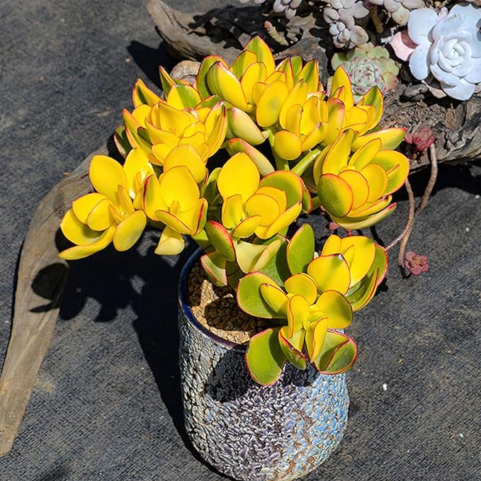 Golden Jade with Green Stripe Pot, Live Crassula Ovata 'Hummel Sunset' Succulent, Rare Cute Plant, Home Office Decor