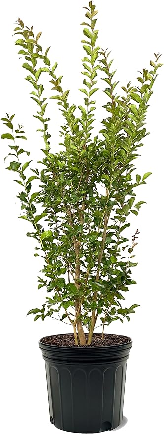 American Plant Exchange Tuscarora Crape Myrtle Tree Live, 7-Gallon Pot, 2-3ft Tall, Dark Pink Flowers, Drought-Tolerant, Large Outdoor Landscape Accent, Year-Round Beauty