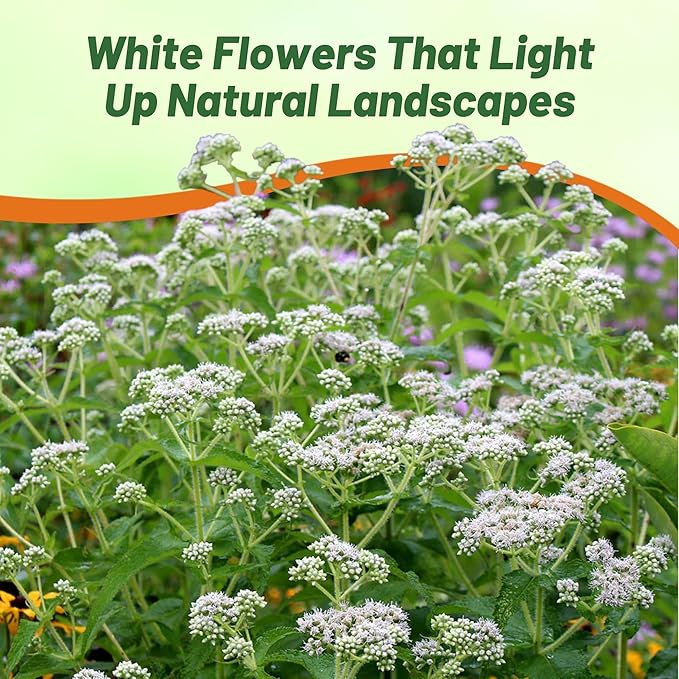Outsidepride Boneset Eupatorium Seeds - 10000 Pcs Easy to Grow, Non-Invasive Perennial Flower Seeds for Planting for Pollinator Gardens, Flood Plains, Swamps, Bogs, or Stream Banks