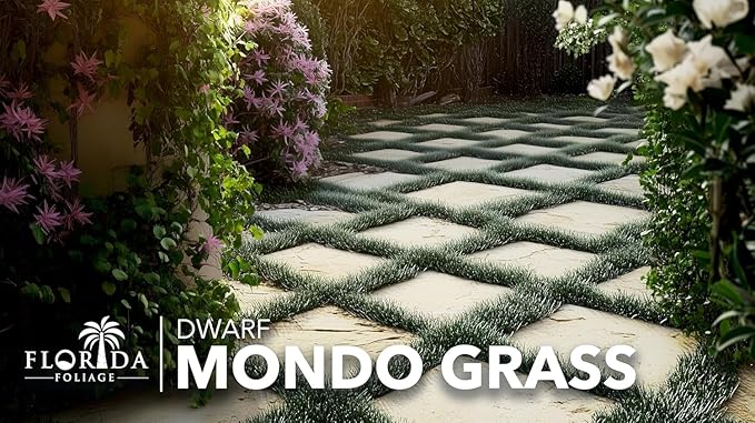 Dwarf Mondo Grass | 10 Large 4 Inch Pots | Ophiopogon Japonicus Nanus | Live Evergreen Shade Loving Groundcover