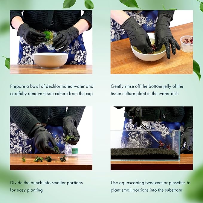 SubstrateSource Live Plant - Peplis Diandra (Didiplis Diandra) - Foreground Stem with Bright Green and Orange Hues, Snail-Free in Vitro Aquarium Plant - Tissue Culture