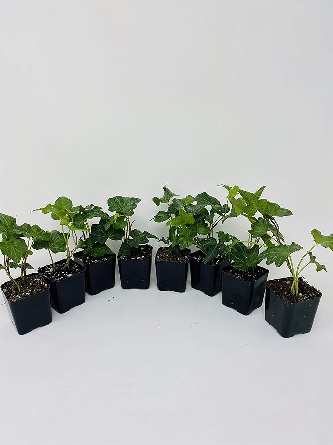 Baltic English Ivy 8 Plants - Hardy Groundcover - 2 1/4" Pot