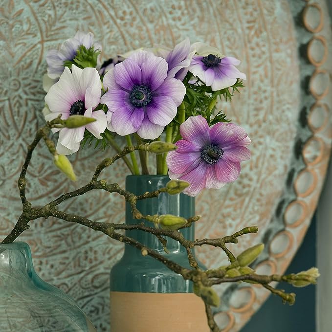 Easy to Grow Anemone Monarch de Caen Mix 60 Plant Bulbs - Blue Pink Purple Red Flowers in Spring, Full Sun Outdoor Zones 8-10