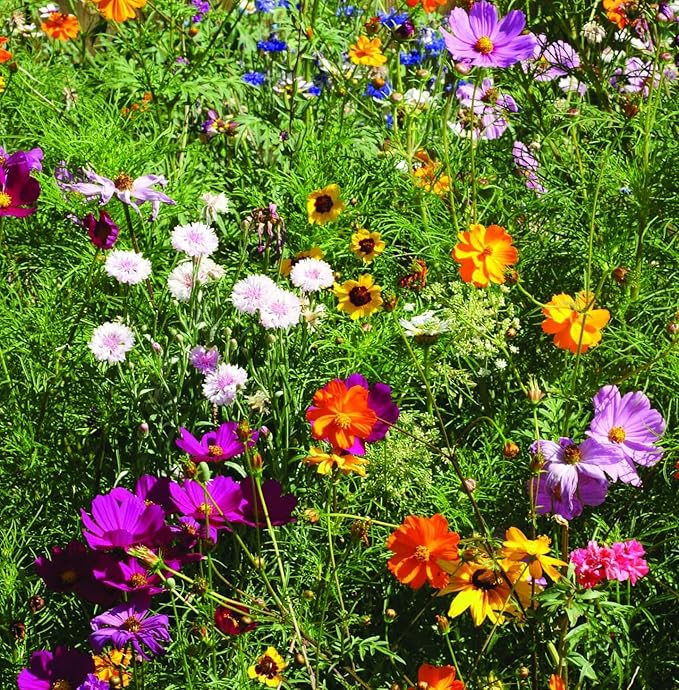 Bentley Earth Day 2025 Bee The Change - Pollinator Flower Mix Seed Packets (25 Packets)