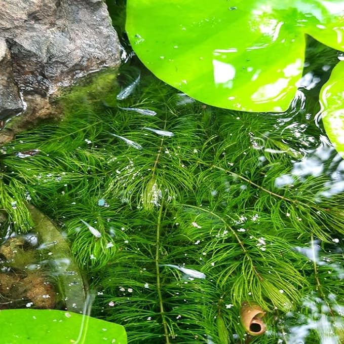 Bacopa Monnieri and Hornwort Aquarium Plant Bundle- Live Freshwater Plant for Aquascaping, Low Maintenance, Easy Beginner-Friendly Decor for Fish Tank Decoration