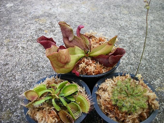 3 Different Carnivorous Plants Venus Fly Trap, Pitcher Plant, and Sundew Set