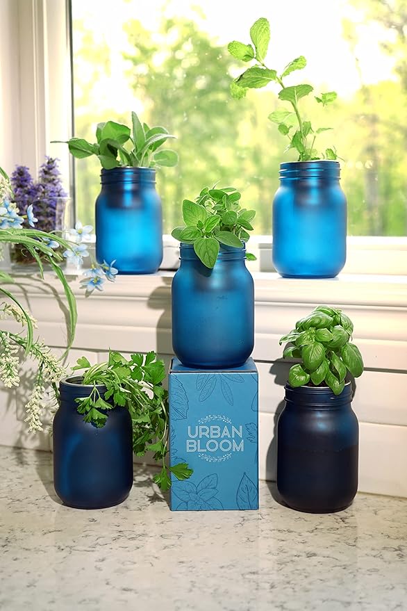 Hydroponic Herb Growing Kits - Fresh Oregano - Indoor Garden System in a Mason Jar - Herb Garden Kit for an Indoor Greenhouse - Indoor Plant Hydroponic Growing System w/Fresh Herb Seeds