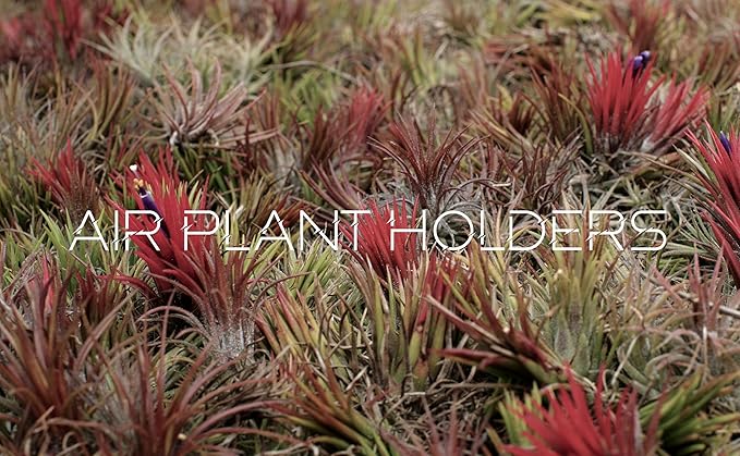 Air Plants - Tillandsia Ionantha - Organically Enhanced Color - Live Arrival Guaranteed - House Plants for Home Decor & Gift (3Pk Coral Glow + Turquoise Heart)