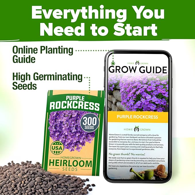 HOME GROWN Aubrieta Rock Cress Purple, Flowering Ground Cover Seed Pack, Perennial Cress Seeds for Planting Outdoor Lawn Gardens 300 Aubrieta deltoidea Flower Seeds