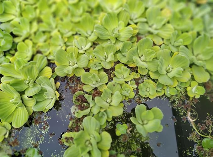 16 Live Water Lettuces, Floating Aquatic Plants for Ponds and Water Gardens (4)