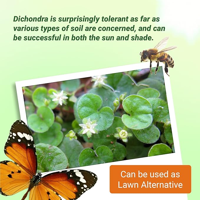 Outsidepride Perennial Dichondra Repens Seeds - 5 lbs Dense Green, Low-Maintenance Ground Cover Seeds for Planting, Ideal Lawn Alternative in Sun or Shady Areas & Erosion Control in USDA Zones 8-11