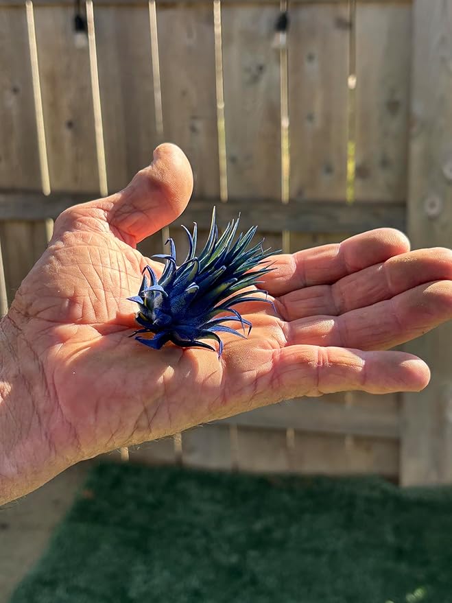 Air Plants - Tillandsia Ionantha - Organically Enhanced Color - Live Arrival Guaranteed - House Plants for Home Decor & Gift (Blue Bell 1pk)