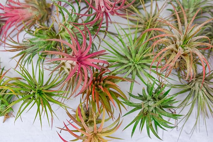 Air Plants - Tillandsia Ionantha - Organically Enhanced Color - Live Arrival Guaranteed - House Plants for Home Decor & Gift (3pk Lilac + White Barrels)