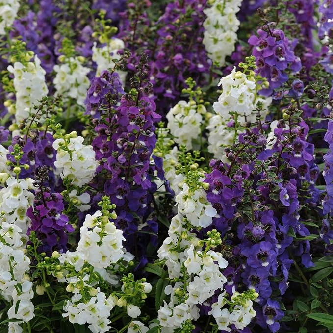 Outsidepride Serena Waterfall Mix Angelonia Snapdragon Seeds for Planting - 30 Pcs Perennial Flower Seeds, Pollinator-Friendly, Heat, Humidity & Drought-Tolerant, Compact Growth Habit for Containers