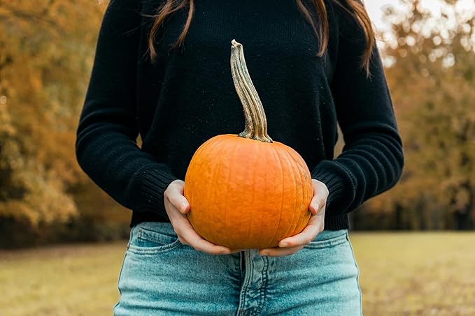 Park Seed Kandy Korn Plus Hybrid Pumpkin Seeds – Non-GMO, Miniature Deep Orange Pumpkins with Dark Green Handles, High-Yielding Bush Vines for Small Spaces, Pack of 10