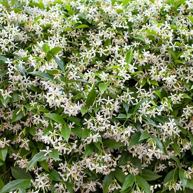 Star Jasmine Live Plant, Live Star Jasmine Plant, White Flowers Vine Live Plants, 4 to 6 Inch Tall, Indoor Outdoor Garden, No Pot, Perennial Flower Starter Plants for Growing