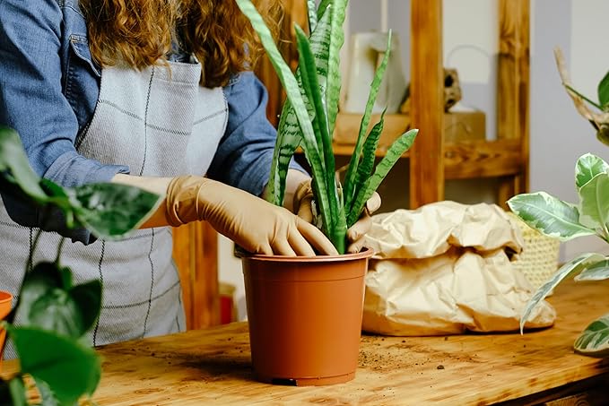 Smoke Camp Crafts 7 Live Plant Cuttings for Propagation, Queen of The Night Plant, Burro's Tail, Pencil Cactus, Spider, Snake, Mother of Thousands Green