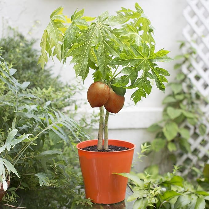Gardenera Premium Peach Potting Soil Mix - Optimal Nutrient-Rich Blend for Thriving and Juicy Peaches - 10 Quart