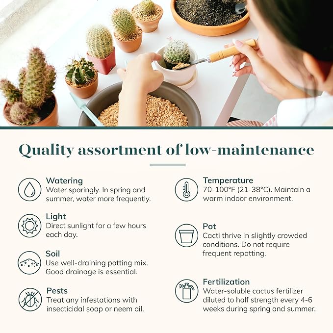 Shop Succulents Premium Live Mini Cactus and Succulent Plants in 2" Pots, Easy Care Indoor or Outdoor Gardening, Terrariums, Favors, & Contemporary Spaces with Hardy, Resilient Varieties, Pack of 64