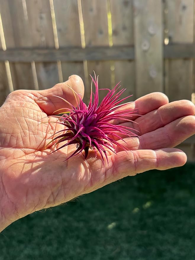 Air Plants - Tillandsia Ionantha - Organically Enhanced Color - Live Arrival Guaranteed - House Plants for Home Decor & Gift (Rose Pink 1pk)