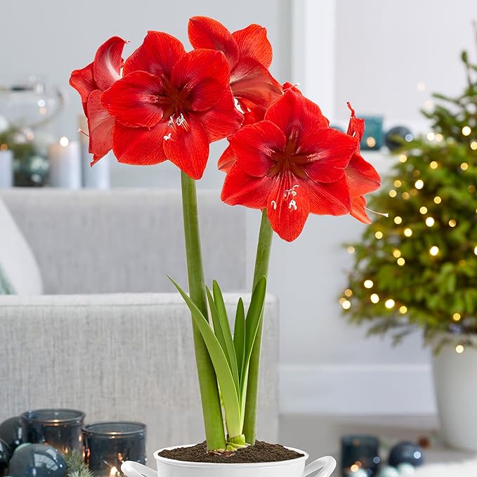 Garden State Bulb Red Lion Amaryllis Flower Bulbs, 26/28cm, Holiday Blooms! (Bag of 6)