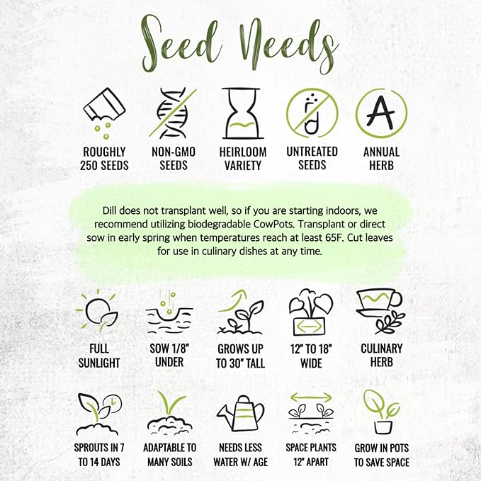 Seed Needs Dill Seeds for Planting Bouquet Herbs - Non-GMO Heirloom & Untreated Herb Seed to Plant a Home Grown Indoor / Outdoor Garden (2 Packs)