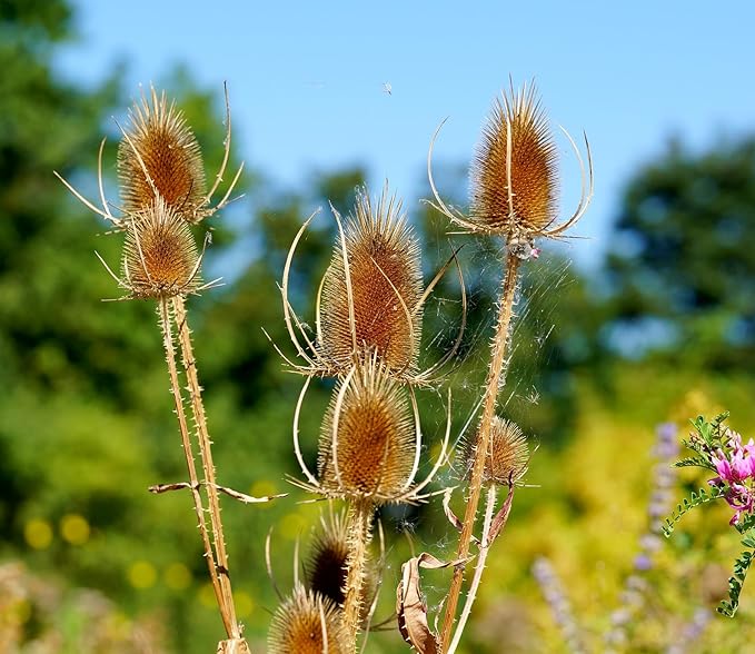 1000Pcs Dipsacus Fullonum Seeds for Planting Easy to Grow Outdoor Home Garden Flower Seeds Gardening Supplies