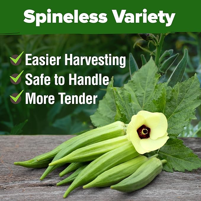 HOME GROWN Clemson Spineless Okra Seeds 101+ Heirloom Vegetable Seeds for Planting Easy to Grow Outdoor Summer Garden High Germination Rate (Abelmoschus esculentus)