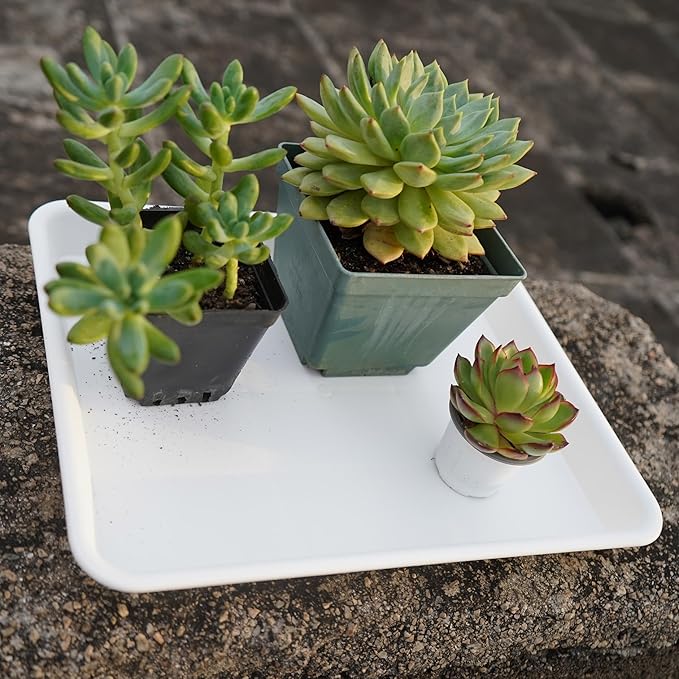 Plant Saucer Growing Trays, Seed Starter Tray, 14"x11", Heavy Sturdy Plastic Microgreens Tray, Propagation Tray Rectangular, Humidity Tray, Seedling Tray, Seed Starter Growing Tray