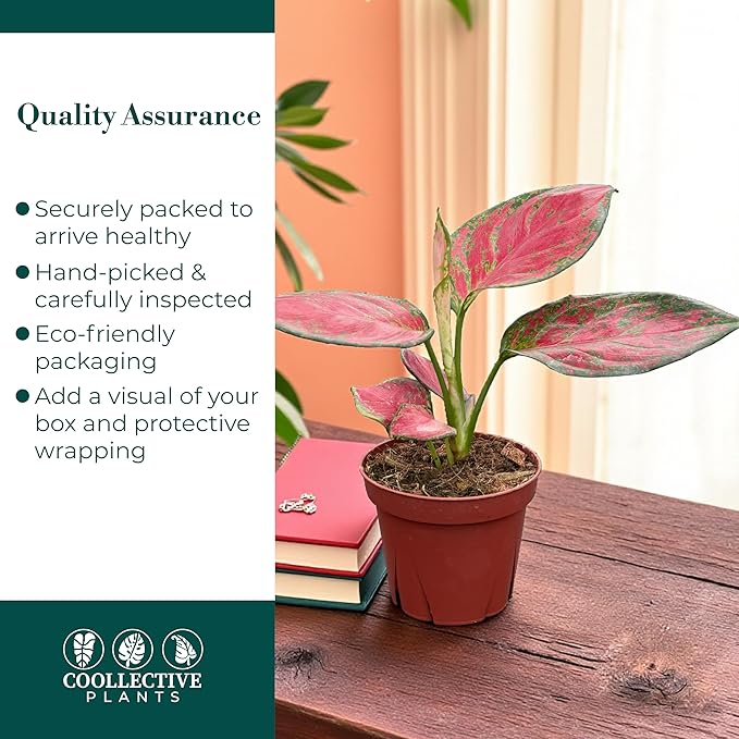 CoollectivePlants Aglaonema Richard – Aglaonema Live Plant in 4” Growers Pot | Chinese Evergreen Live Houseplant with Green & Cream Variegated Leaves | Easy Low Light Indoor Plant