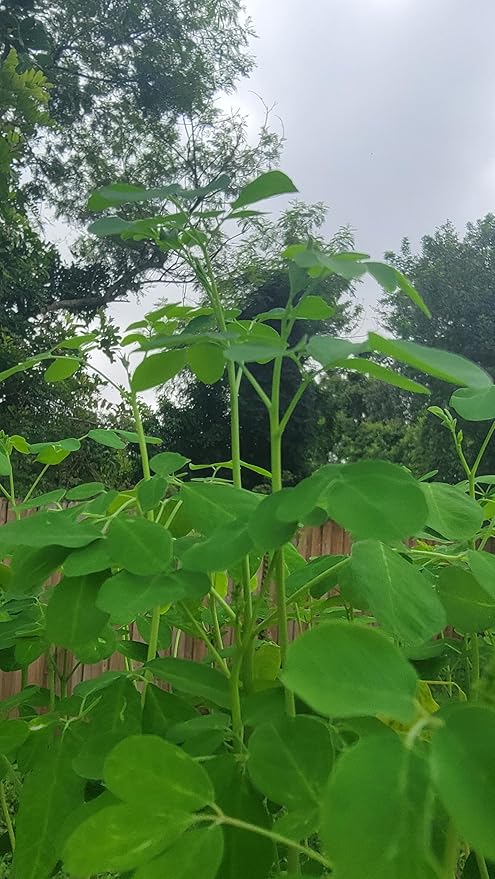 Moringa Tree Live Moringa Plant with Moringa Seeds, Non GMO, Organically Grown Moringa Tree Seedling with Moringa Seeds, Live Moringa Plant
