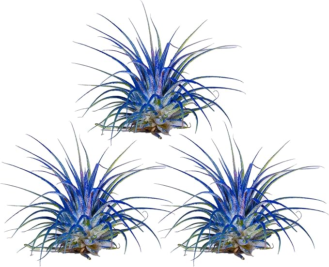 Air Plants - Tillandsia Ionantha - Organically Enhanced Color - Live Arrival Guaranteed - House Plants for Home Decor & Gift (Blue Bell 5pk)