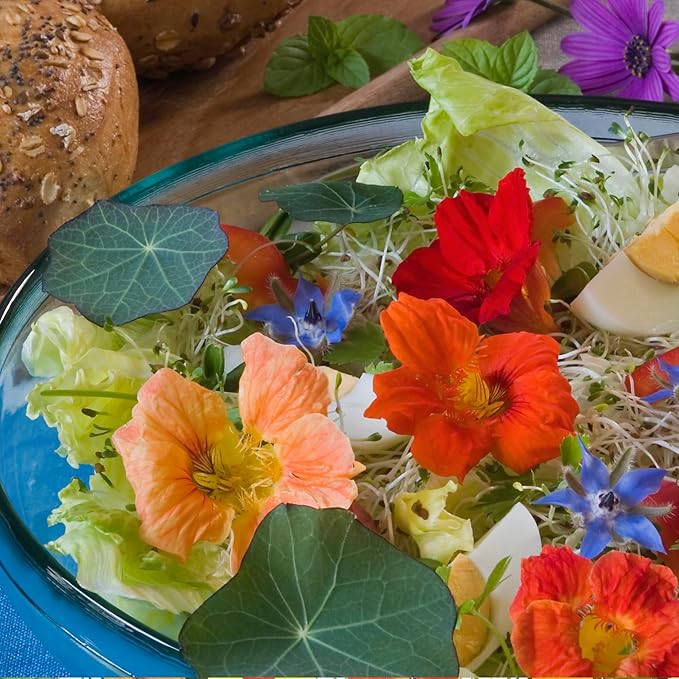 Seed Needs Nasturtium Seeds for Planting Edible Flowers | Bulk Collection Set of Jewel Blend & Double Gleam Nasturtiums | Colorful Blooms Attract Pollinators | Trailing and Bush Varieties