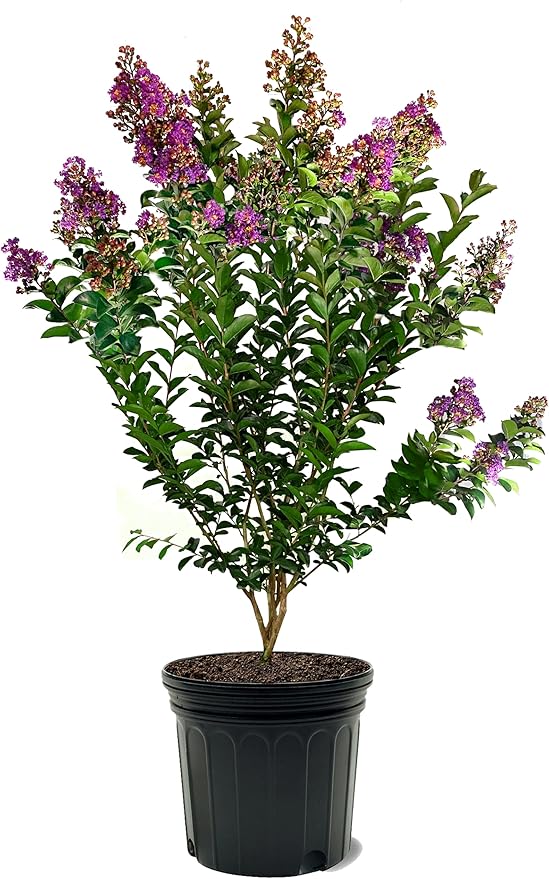 American Plant Exchange Miss Sandra Crape Myrtle Tree Live, 7-Gallon Pot, 2-3ft Tall, Vibrant Purple Flowers, Drought-Tolerant, Large Outdoor Landscape Accent, Year-Round Beauty