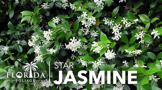 Star Jasmine | 30 Live Plants | Trachelospermum Jasminoides | Fragrant Blooming Evergreen Vine, Low Maintenance, Climbing, White Flowers, Attracts Pollinators, Drought Tolerant