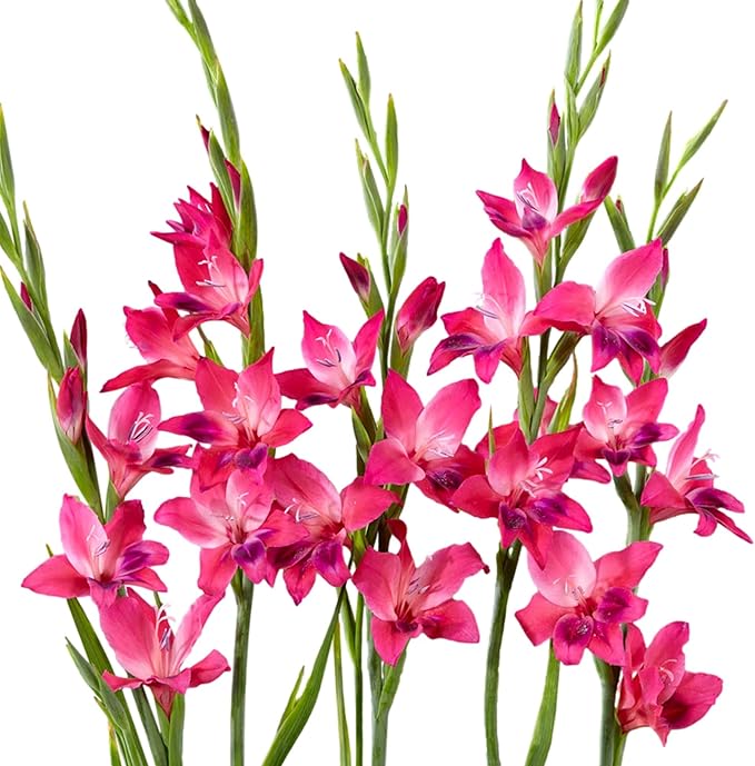 Easy to Grow Gladiolus Volcano-Vulcano - 10 Plant Bulbs, Bright Pink Flowers in Spring to Summer Garden