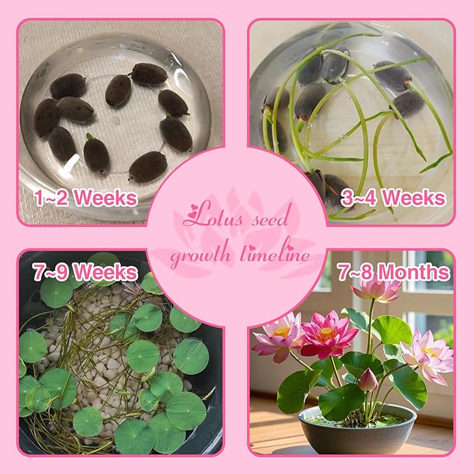 100pcs Lotus Seeds for Planting - 10 Unique Varieties, Mixed Colors Loto de cuenco semillas, Includes Detailed Planting Guide, Perfect for Ponds, Water Gardens & Gifts, High Germination