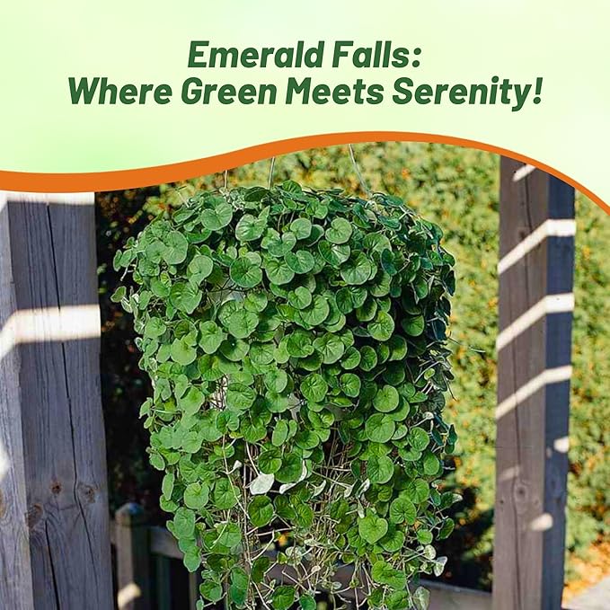 Outsidepride Perennial Dichondra Emerald Falls Seed - 15 Pcs Drought & Heat Tolerant, Low-Growing, Ground Cover Seeds for Planting Lush Green Ground Cover for Gardens, Pathways & Container Planting