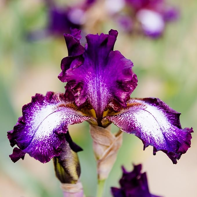 Easy to Grow Bearded Iris Tennison Ridge - 3 Plant Bulbs Rhizomes, Purple & White Flowers in Spring to Fall, Full Sun Low Maintenance