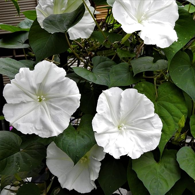 Park Seed Morning Glory Vine Flower Plant Seeds, Easy to Grow, Perfect for Spring Garden, Moonflower, Pack of 25