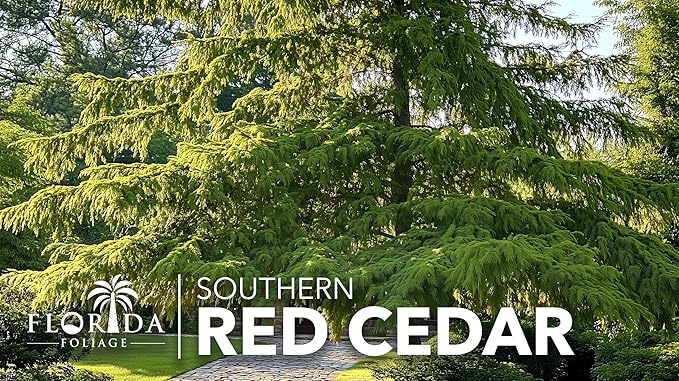 Southern Red Cedar | 10 Live Plants | Juniperus Virginiana Silicicola | Evergreen Privacy Trees | Native Landscape Plants