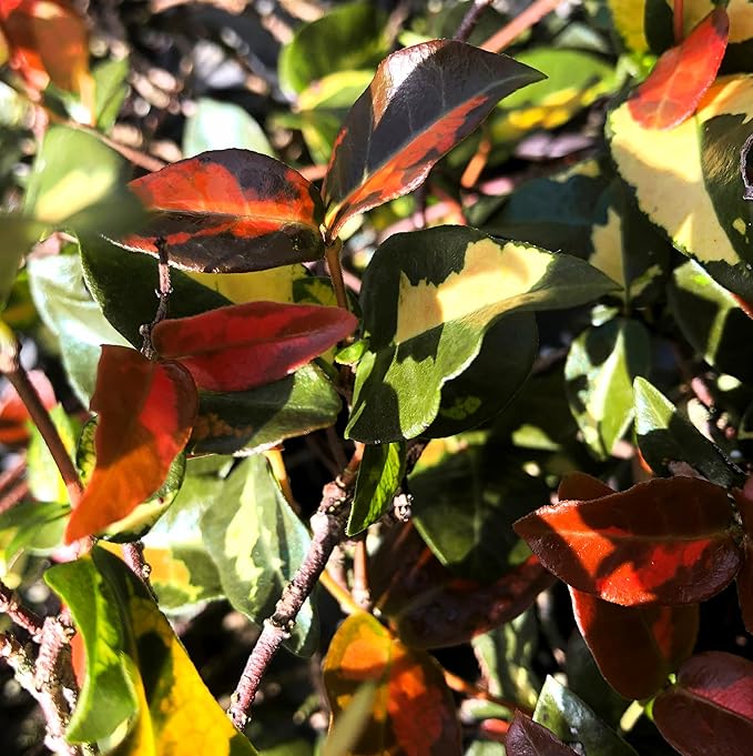 Jasmine Summer Sunset - 10 Live Plants - Trachelospermum Asiaticum - Colorful Groundcover Vine